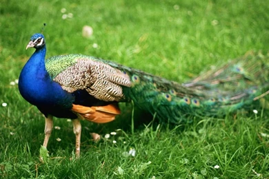 Beautiful Birds Desktop Backgrounds