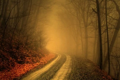 Mystique Forest HD Desktop Wallpapers : High Definition ...