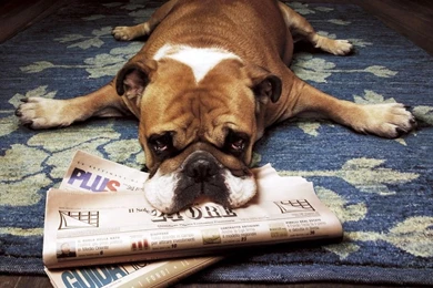 Newspaper Desktop Wallpapers Newspaper And Dog Photos Of Creating ...