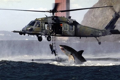 Download White Shark Attacking Diver Helicopter Pictures Wallpapers ...