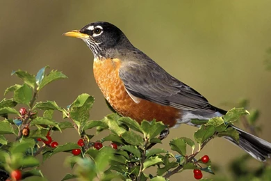American Robin Birds HD Wallpapers
