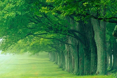 Green Wallpapers HD Download   Backgrounds Free Images