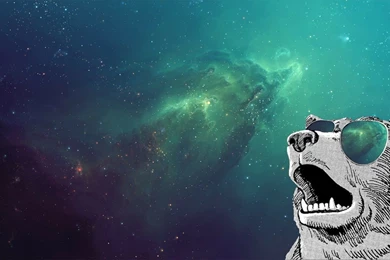 Bears Outer Space Sunglasses Wallpapers