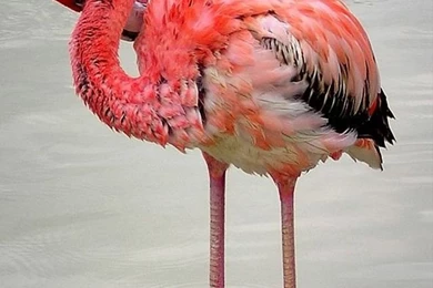 Pink Flamingo iPhone 5 Wallpapers (640x1136)