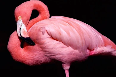 139 Flamingo HD Wallpapers