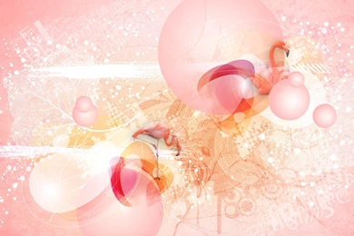 Pink Flamingo Wallpapers   1059348