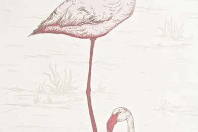 Flamingo Contemporary Wallpapers Pink