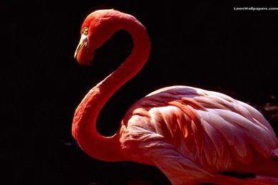 Pretty, Cushion, Pink, Wallpaper, Decoration (