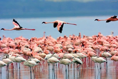 Daniel Sierra: Flamingo Birds Wallpapers, Pink Birds Wallpapers