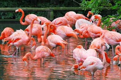 Flamingos Birds HD Wallpaper, Flamingos Birds Images, New Wallpapers