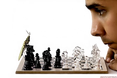 Insects Chess Men Funny Bug Chess Pieces Wallpapers