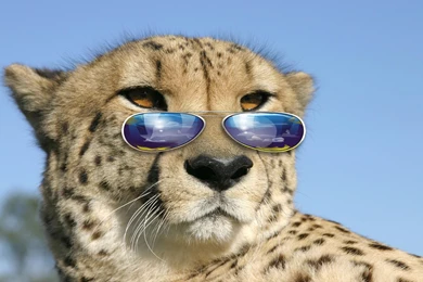 Cool Big Cat >> HD Wallpaper, Get It Now!