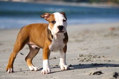 Pitbull Puppy Wallpapers :: HD Wallpapers