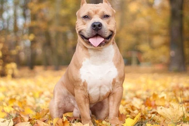 Pitbull Waiting For Its Master Wallpapers   Animal Wallpapers