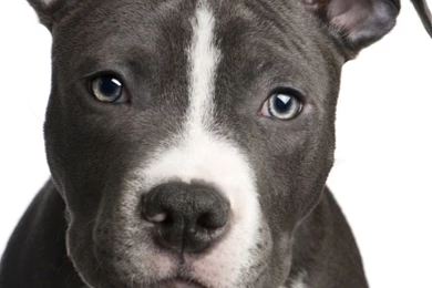 Lovely American Pitbull Terrier Photo And Wallpaper. Beautiful ...