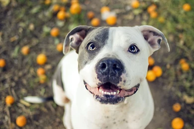 9 Pit Bull HD Wallpapers