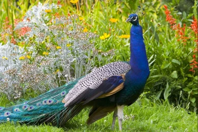 Beautiful peacock dancing images.png