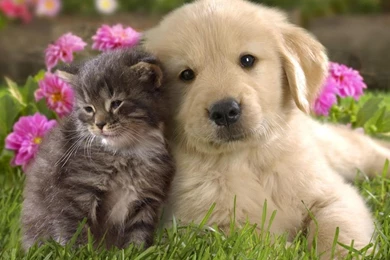 Cute Animal Valentines Day Wallpapers – Valentine Week 2016