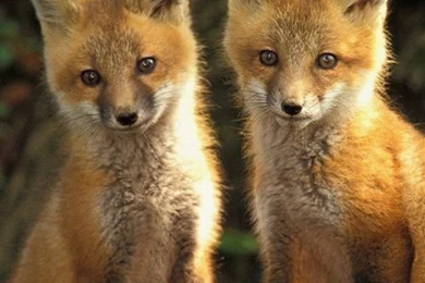 20 Cute Baby Animal Pictures : Download Free iPhone Wallpapers