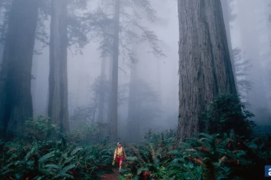 Adventure Journal – Wallpapers Wednesday: Redwoods