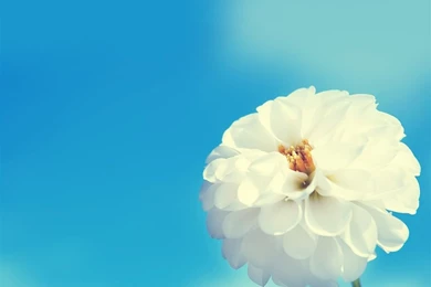 iPad Mini Wallpapers 4795 1024 X 1024   WallpaperLayer.com