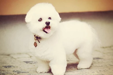 Dog wallpaper for ipad mini 140807 4.jpg