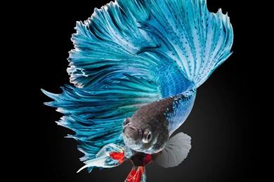 Betta Fish HD Wallpaper Desktop Computer.jpg