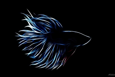 Betta Splendens   Photoshop Fractalius By Mczero On DeviantArt