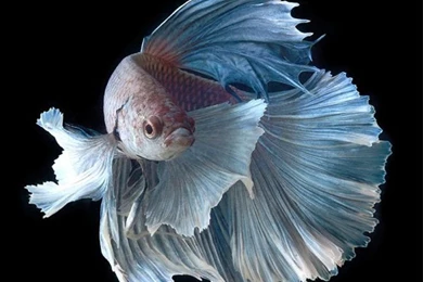 Apple iPhone 6s Wallpapers With Silver Albino Betta Fish In Dark ...