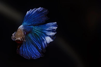 Betta Splendens