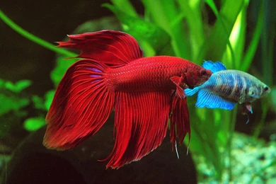 Free Wallpapers Betta Splendens Red Fish