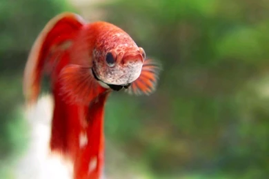 Wallpapers Wedding Invitations Betta Splendens At Co Uk Stunning ...