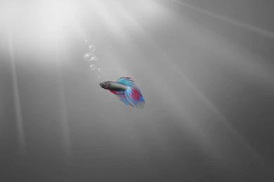 Betta Fish Windows, 1920x1200 HD Wallpapers And FREE Stock Photo
