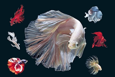 BETTA Siamese Fighting Fish Colorful Tropical Wallpapers ...