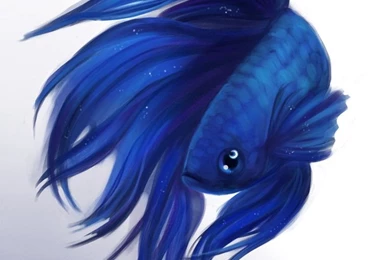 Moon Betta By Majoh On DeviantArt