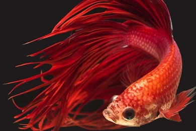 Apple iPhone 6s Wallpapers With Super Red Crowntail Betta Fish In ...