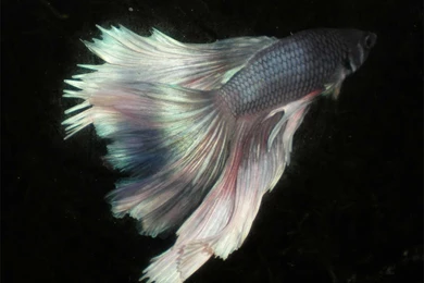 Free Wallpapers Betta Fresh Water Fish On Black Backgrounds Close Up ...