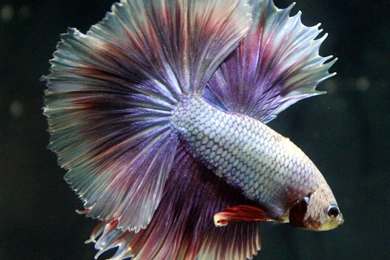 BETTA Siamese Fighting Fish Colorful Tropical Wallpapers ...