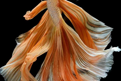 Apple iPhone 6s Wallpapers With Elegant Male Gold Betta Fish In ...