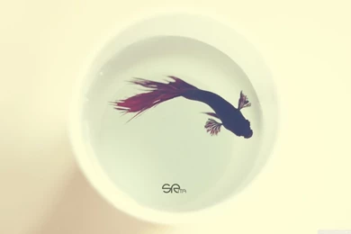 Betta HD Desktop Wallpapers : Widescreen : High Definition ...