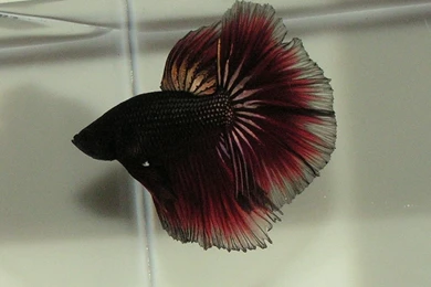 Free Wallpapers Red Halfmoon Betta