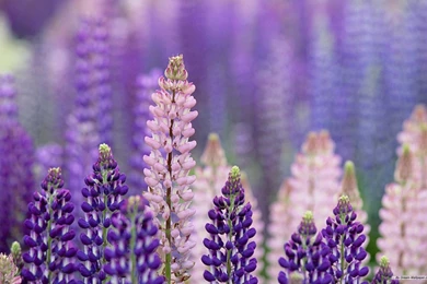 Free Wallpapers   Free Nature Wallpapers   Purple Landscape Plants ...