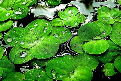 All About HD Wallpaper: Green Water Android Wallpapers Hd 3676 Hd ...