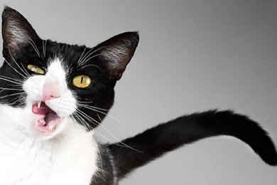 Crazy Cat Live Wallpapers   Android Apps And Tests   AndroidPIT