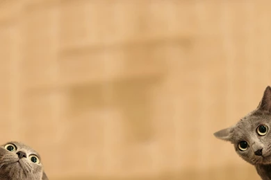 Just A Wallpapers I Made Of The Nosey Cats   Imgur