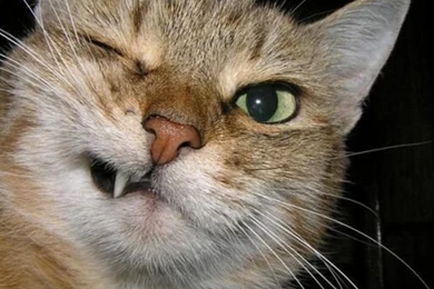 Pictures Of Crazy Cat