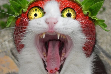 Crazy Cat By Gkssjovi On DeviantArt