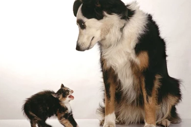 Funny Animal Wallpapers   Page 5   Crazy Frankenstein