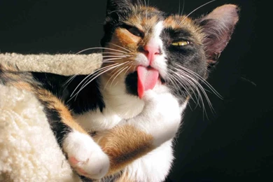 Crazy Cat Live Wallpapers   Android Apps And Tests   AndroidPIT