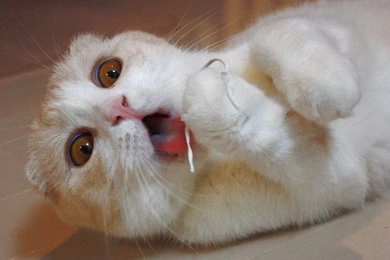 Stupid Cat Pictures HD Wallpapers Lovely